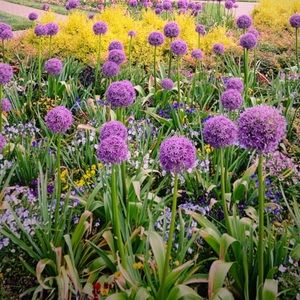 SHOES! Listing for @vsnuggs